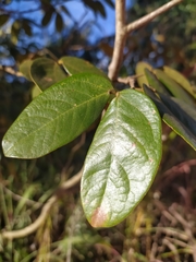 Hymenaea martiana