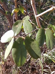 Hymenaea martiana