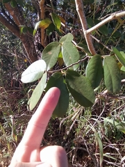 Hymenaea martiana