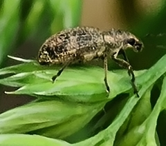 Polydrusus inustus
