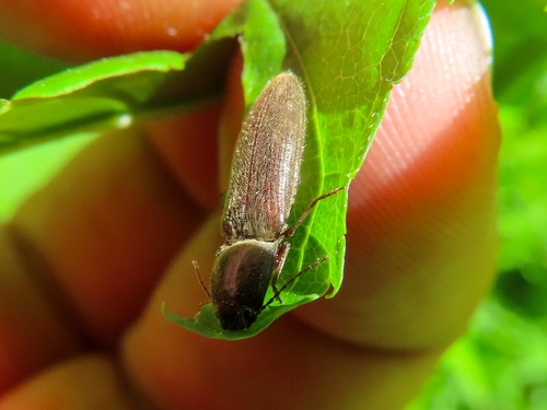 common brown click beetle, 9717 AP Groningen, Netherlands, photo 9 of 10