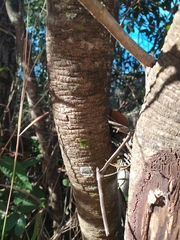 Hymenaea martiana