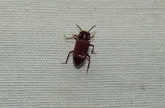 Stemmoderus singularis