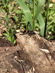 Synanthedon culiciformis