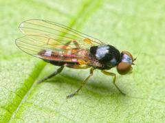 Callomyia speciosa
