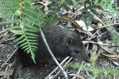 Potorous tridactylus