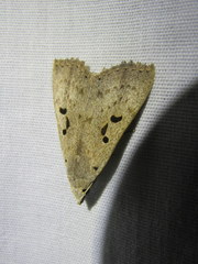 Herminodes subclara