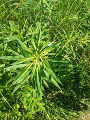 Chamaenerion angustifolium