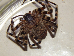 Selenops radiatus