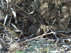 Potorous tridactylus