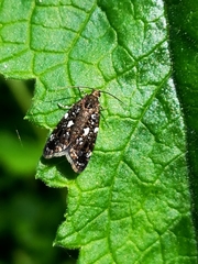 Prochoreutis