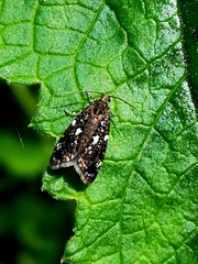 Prochoreutis