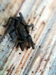 Anelasmocephalus cambridgei