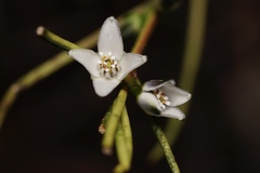 Cyanothamnus subsessilis