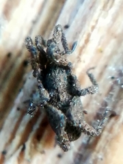 Anelasmocephalus cambridgei