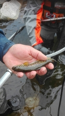 Salmo marmoratus