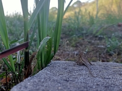 Anolis auratus