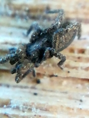 Anelasmocephalus cambridgei