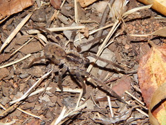 Afroneutria erythrochelis