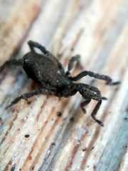 Anelasmocephalus cambridgei