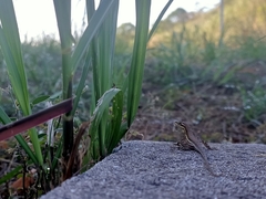 Anolis auratus