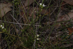 Cyanothamnus subsessilis