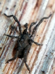 Anelasmocephalus cambridgei