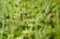 Orchesella bifasciata