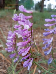 Vicia tenuifolia