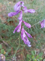 Vicia tenuifolia