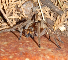 Afroneutria erythrochelis