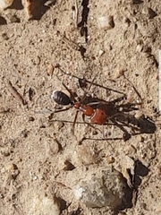 Iridomyrmex purpureus