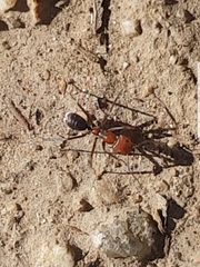 Iridomyrmex purpureus