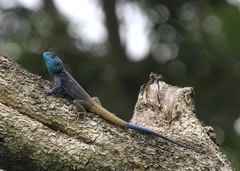 Acanthocercus ugandaensis