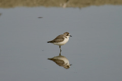 Charadrius mongolus
