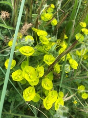 Euphorbia glareosa