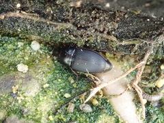 Harpalus tardus