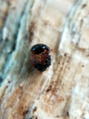 Myrmecina graminicola