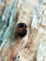 Myrmecina graminicola