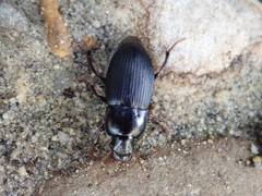 Harpalus tardus