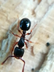 Myrmecina graminicola