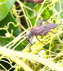 Physomerus grossipes