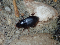 Harpalus tardus