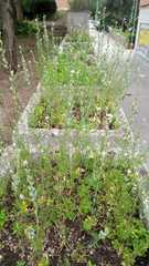Lepidium sativum