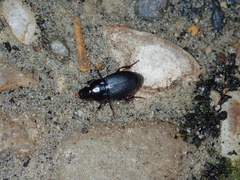 Harpalus tardus