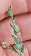 Lepidium sativum