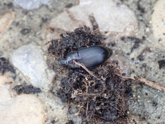 Harpalus tardus