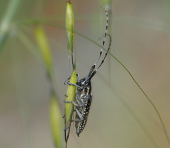 Agapanthia irrorata