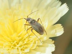 Thermocoris