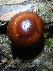 Pholiota multicingulata